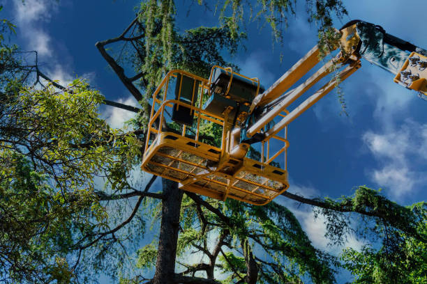 Best Tree and Shrub Care  in Genola, UT