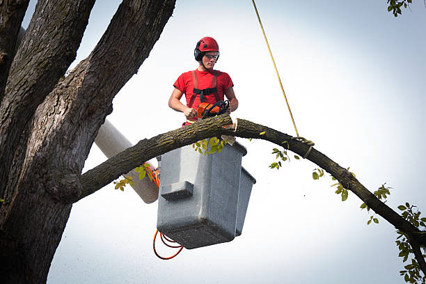 Professional Tree Removal in Genola, UT
