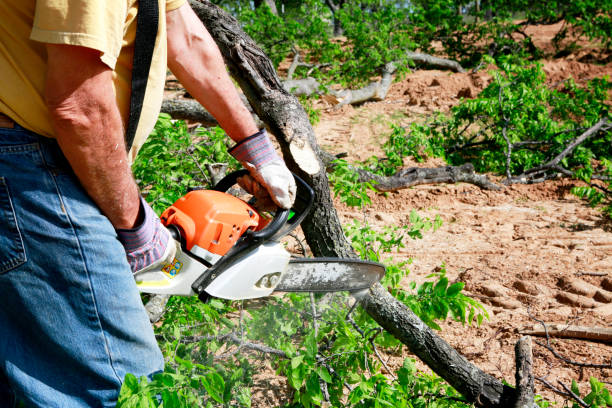 Best Lawn Drainage Solutions  in Genola, UT